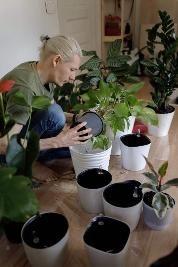 6 Plantes d extérieur en pot increvables à avoir sur son balcon Le