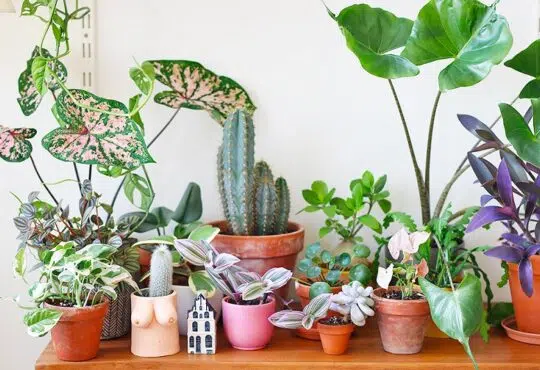 Comment acheter des plantes en ligne