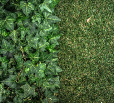 Le mur végétal artificiel : un atout précieux pour aménager votre jardin