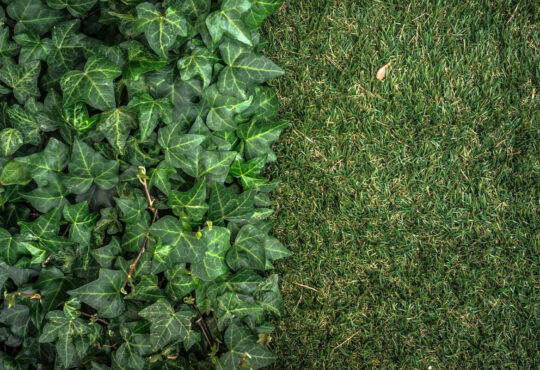 Le mur végétal artificiel : un atout précieux pour aménager votre jardin