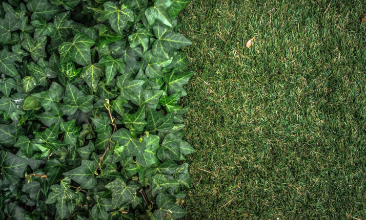 Le mur végétal artificiel : un atout précieux pour aménager votre jardin